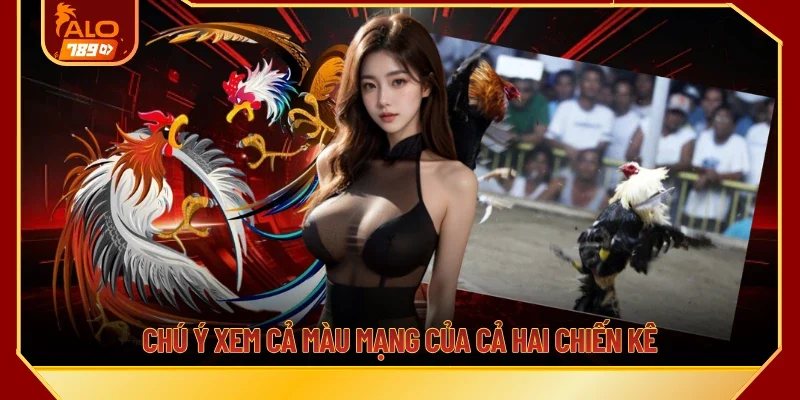 Chú ý xem cả màu mạng của cả hai chiến kê
