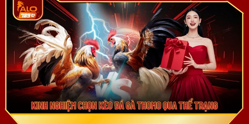 Kinh nghiệm chọn kèo đá gà Thomo qua thể trạng