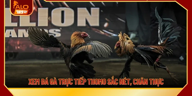 Xem đá gà trực tiếp Thomo sắc nét, chân thực
